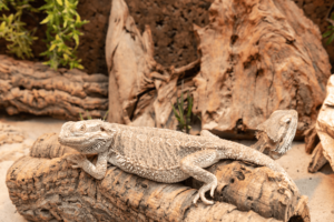 How Big Do Bearded Dragons Get Size Growth Guide